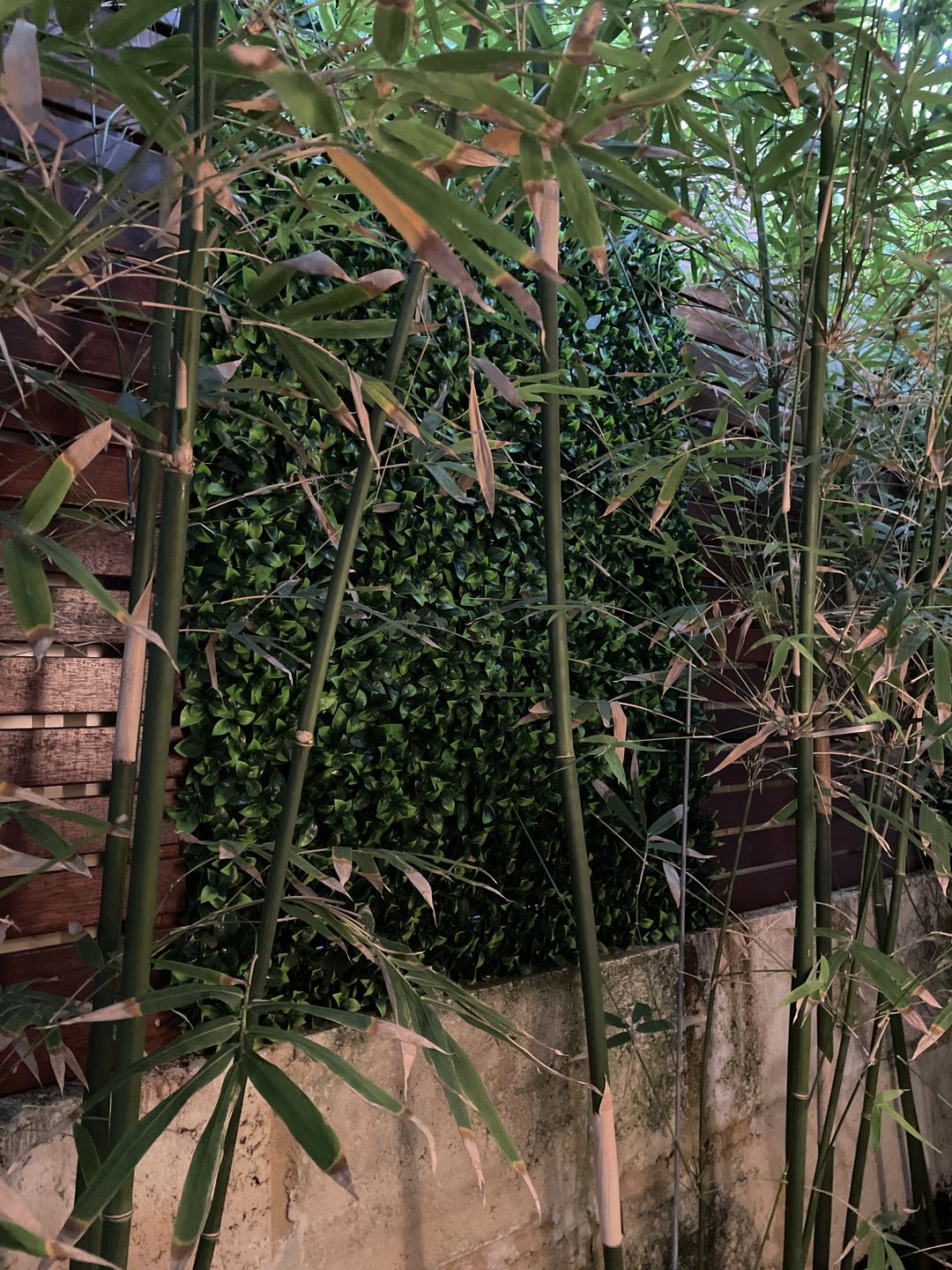 Customer photo review of Jasmine Artificial Hedge Screen / Green Wall Panel 100cm x 100cm UV Resistant