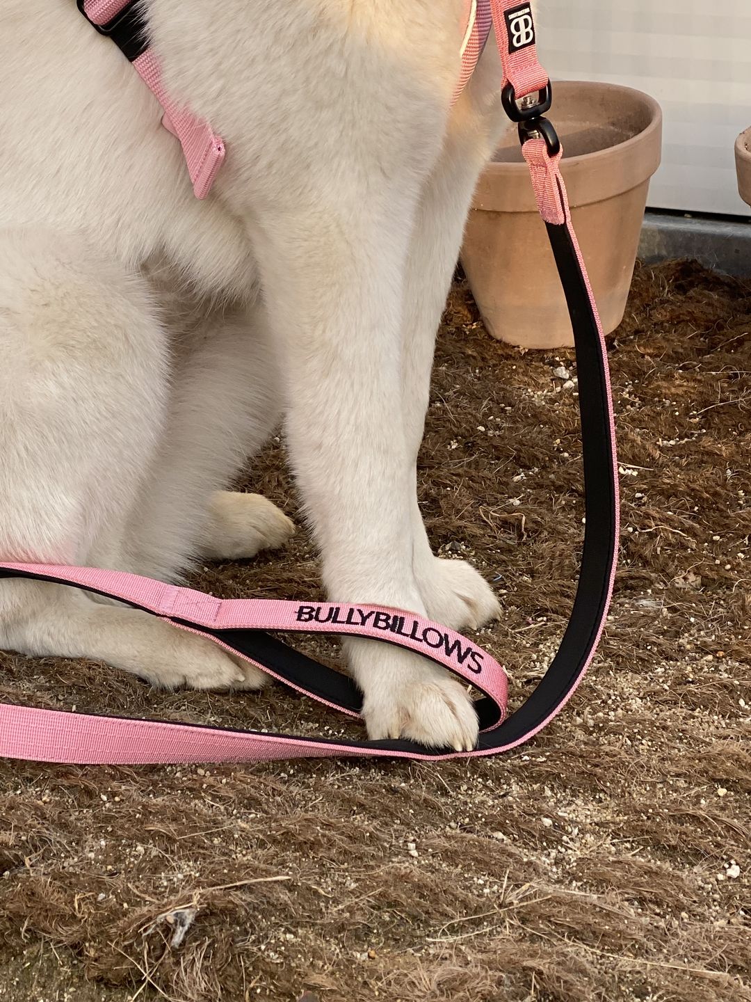 Customer photo review of 1.4m Swivel Combat Lead | Neoprene Lined, Secure Rated Clip with Soft Handle - Pink