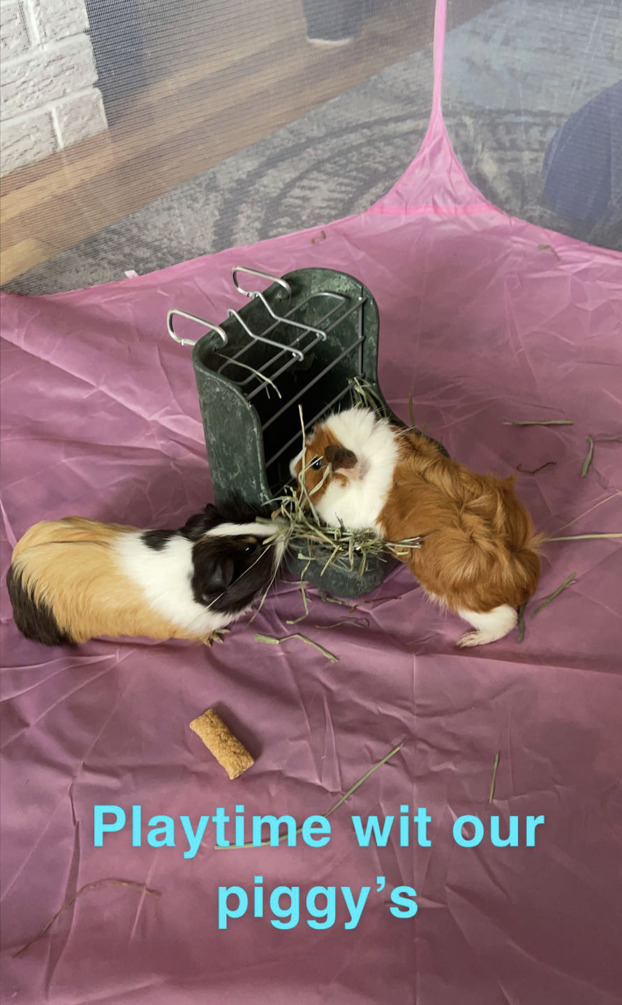 Customer photo review of GuineaDad Pea Flakes - Bonding Guinea Pig Treats - Infrared Heat Treated