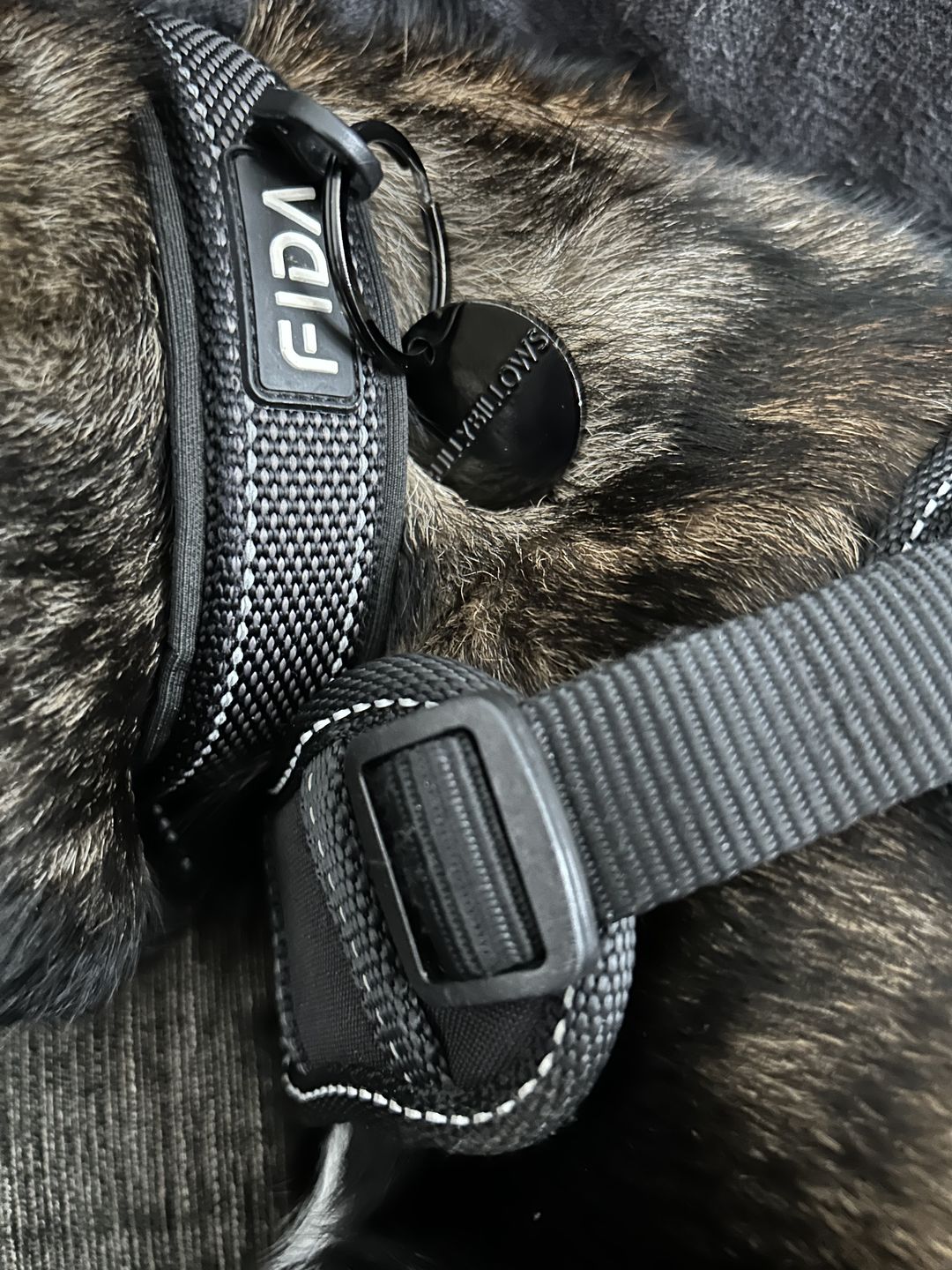 Customer photo review of ID Dog Tag - Black (With Gift Box)