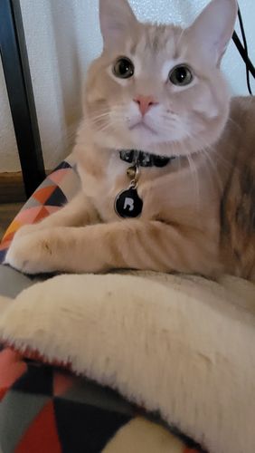 Customer photo review of Black Cat