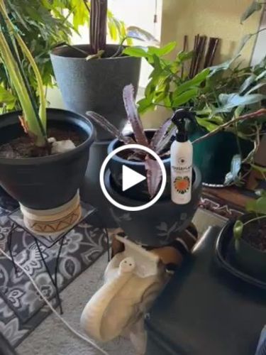 Customer video review of Houseplant Insecticide w/ Neem