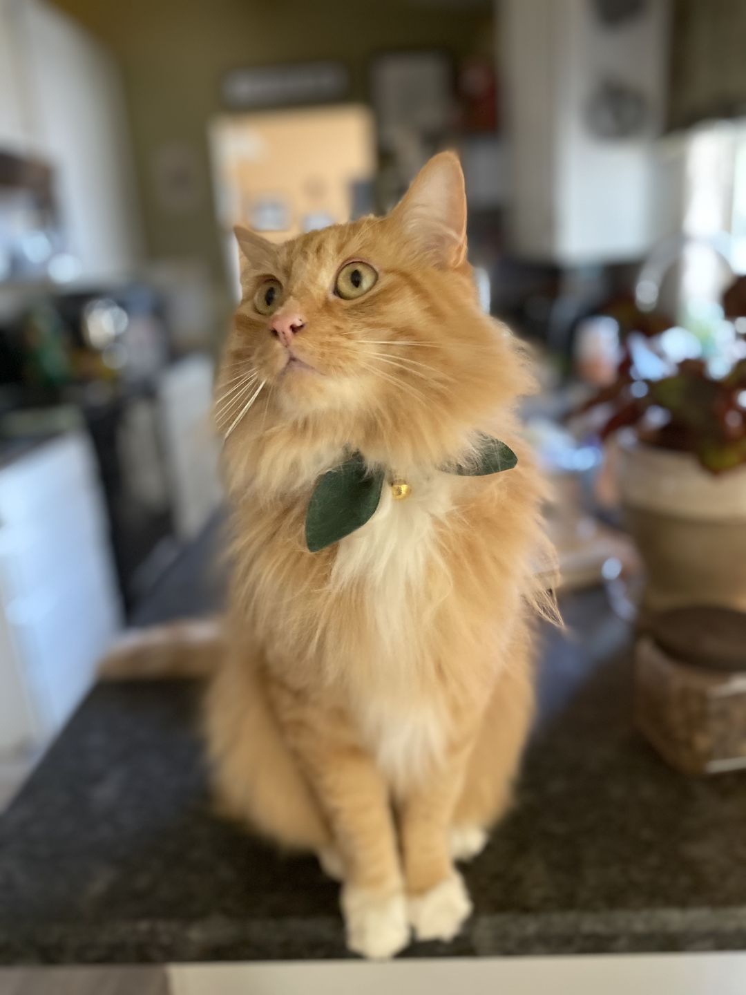 Customer photo review of Forest Green Bow Cat Collar