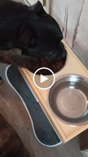 Customer video review of Pâtées riches en volaille & aux petits pois (chien âgé)