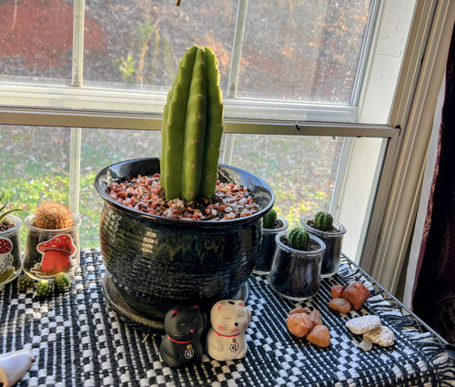 Customer photo review of San Pedro Cactus | Echinopsis pachanoi