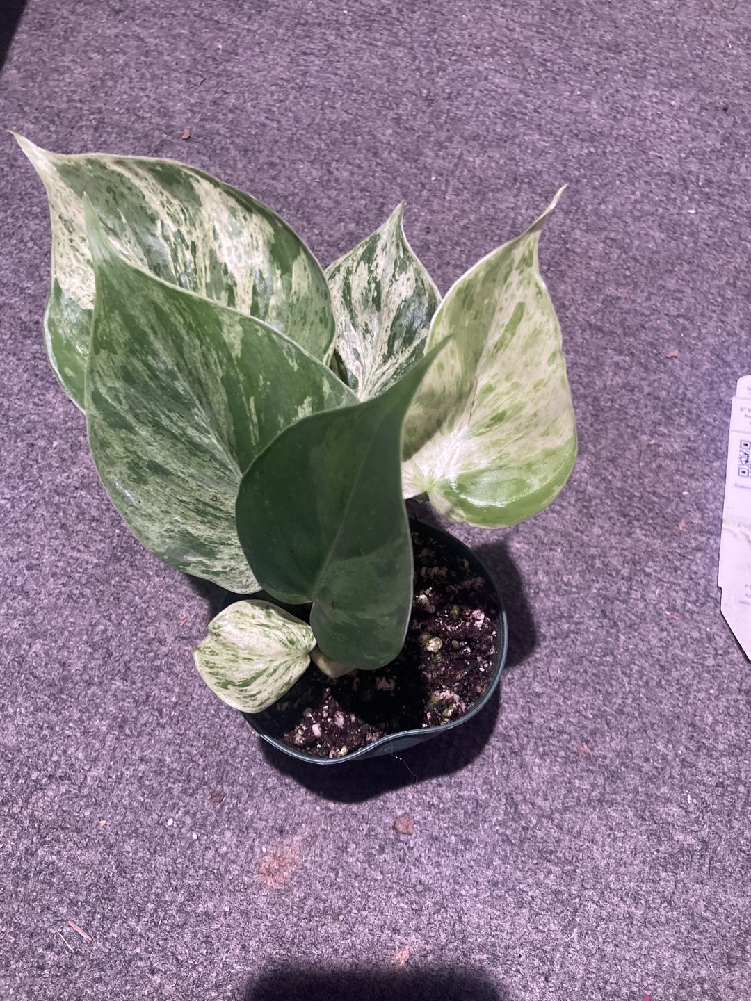 Customer photo review of 3" Philodendron hederaceum variegata