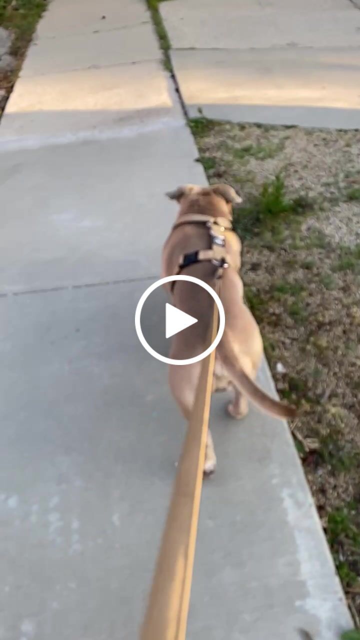 Customer video review of 1.4m Swivel Combat Lead | Neoprene Lined, Secure Rated Clip with Soft Handle - Military Tan