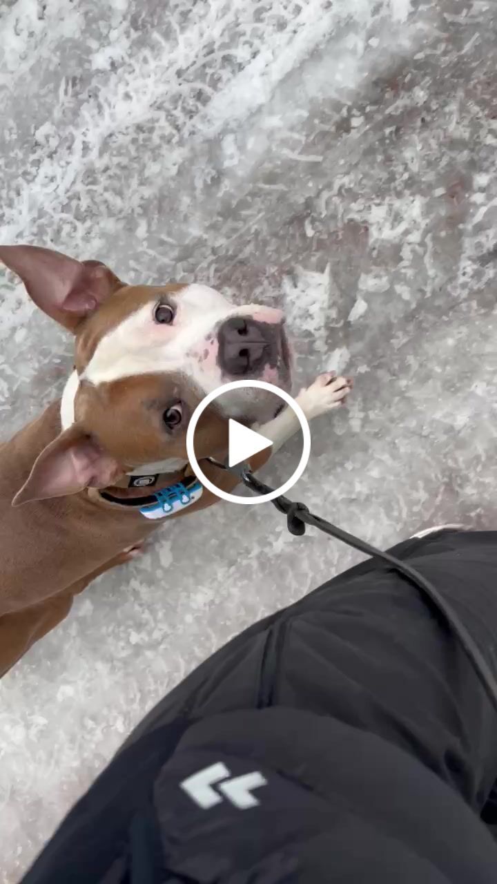 Customer video review of 4cm Combat® Collar | With Handle & Rated Clip - Military Tan v2.0