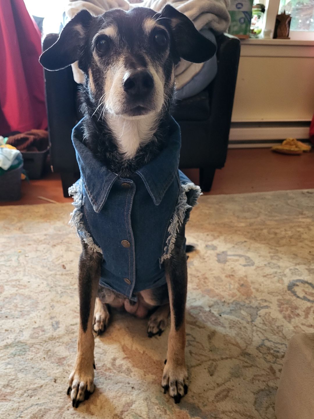 Customer photo review of Denim Dog Vest Raw Blue - Unpatched