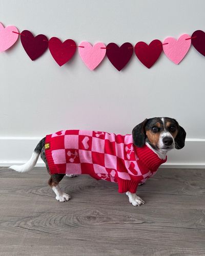 Customer photo review of Roll Neck Dog Knitted Love Sweater