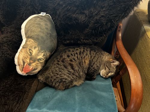 Customer photo review of Create A Custom Cat Pillow