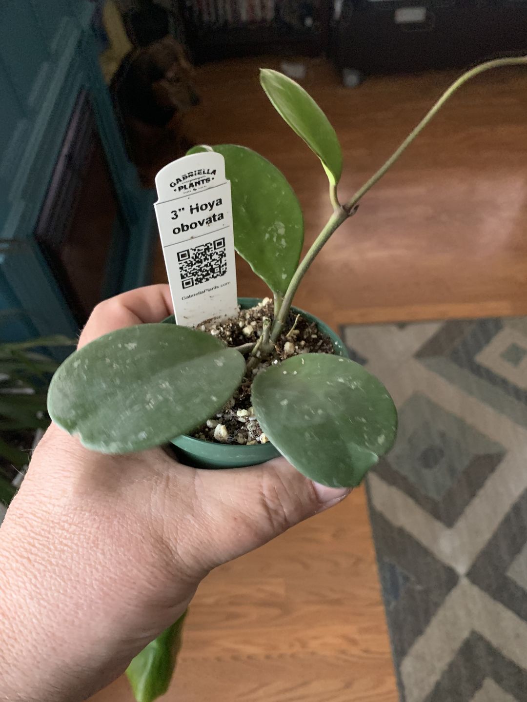 Customer photo review of 3" Hoya obovata
