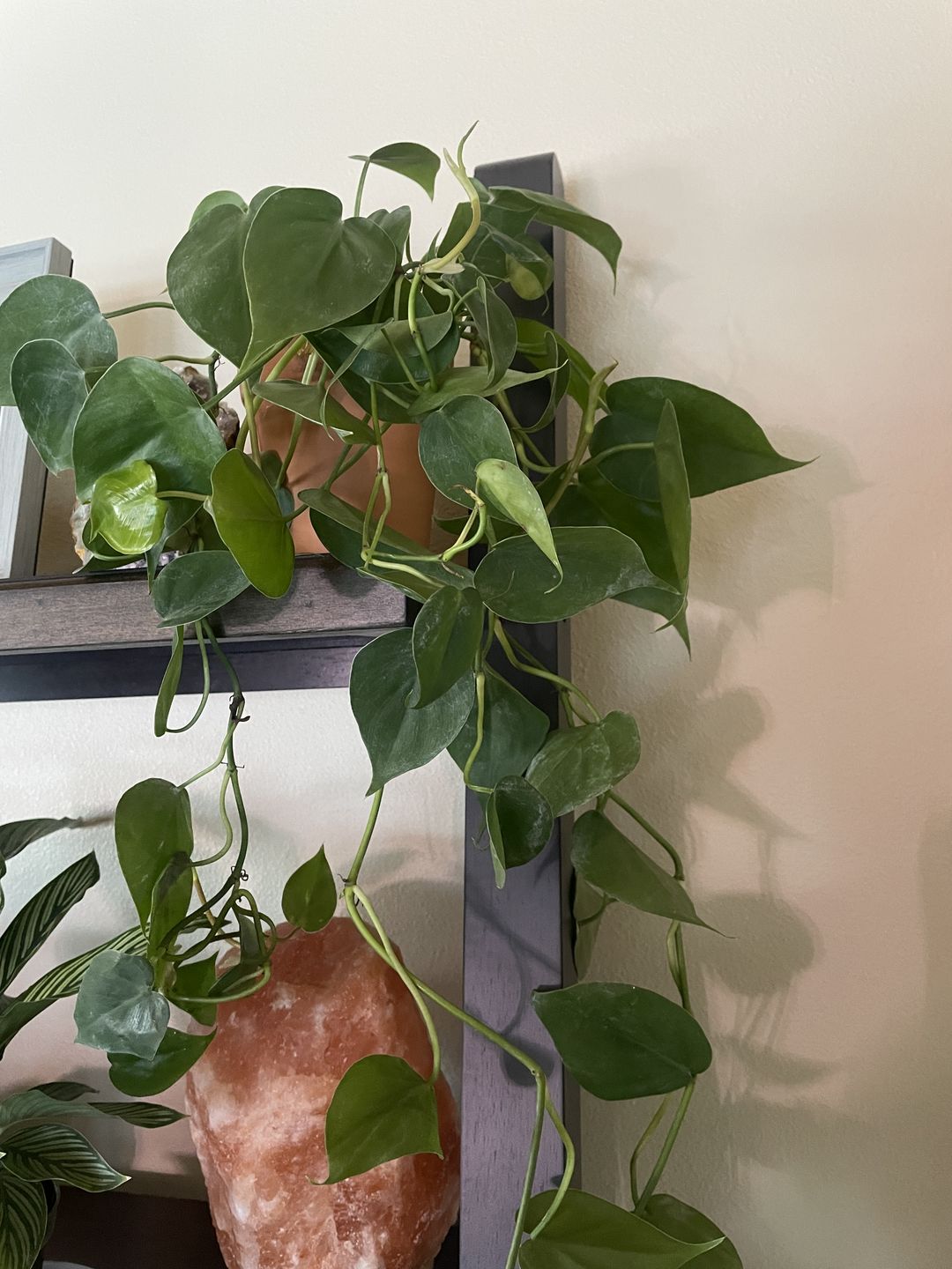 Customer photo review of 4" Philodendron hederaceum