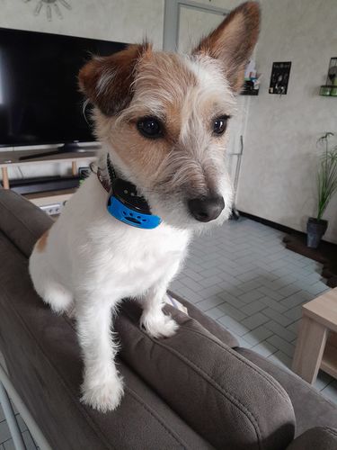 Customer photo review of Collier Anti Aboiement PuppySafe