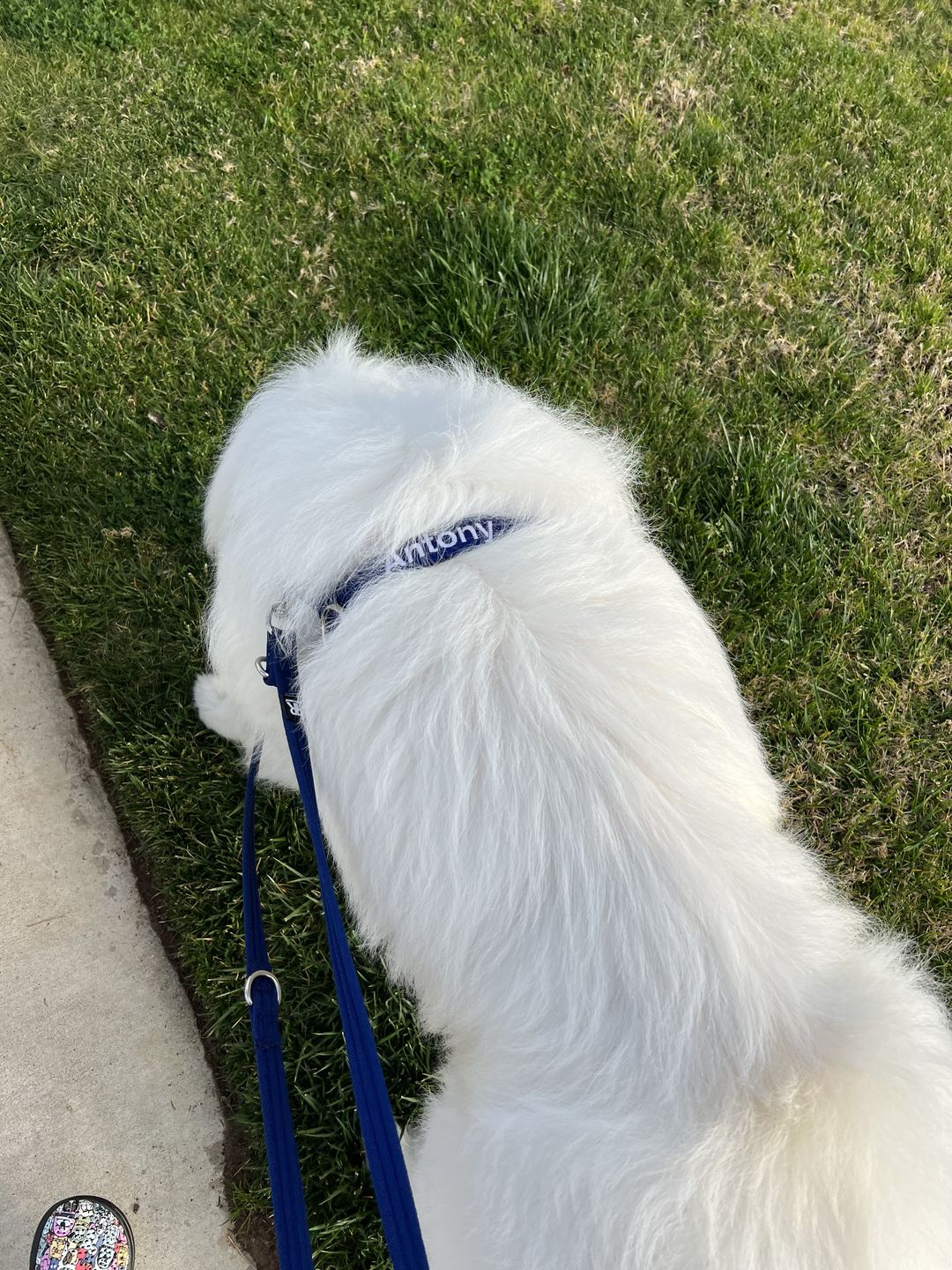 Customer photo review of TRI-Harness® | Anti-Pull, Adjustable & Durable - Dog Trainers Choice -  Blue v2.0