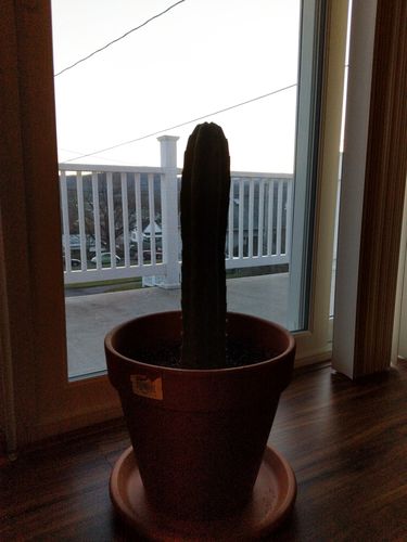 Customer photo review of San Pedro Cactus | Echinopsis pachanoi
