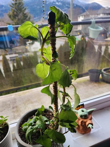 Customer photo of The Original Bendable Coir Pole™ - Best Seller (Tape Included) from Ashling A.
