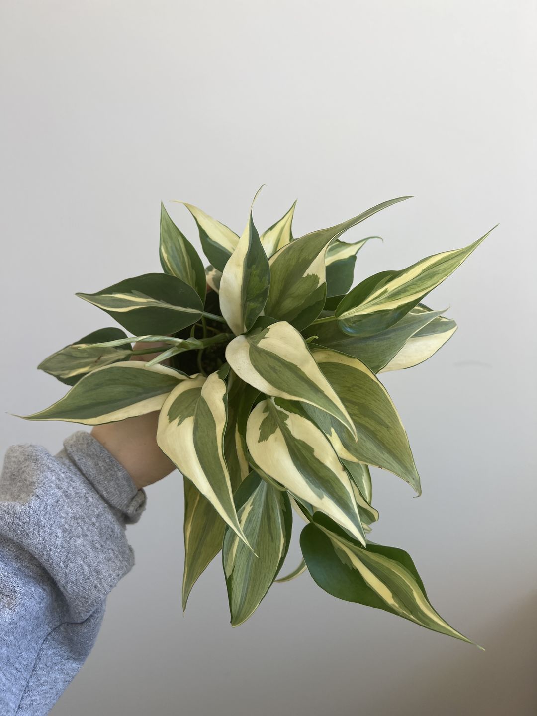 Customer photo review of 4" Philodendron hederaceum 'Rio'