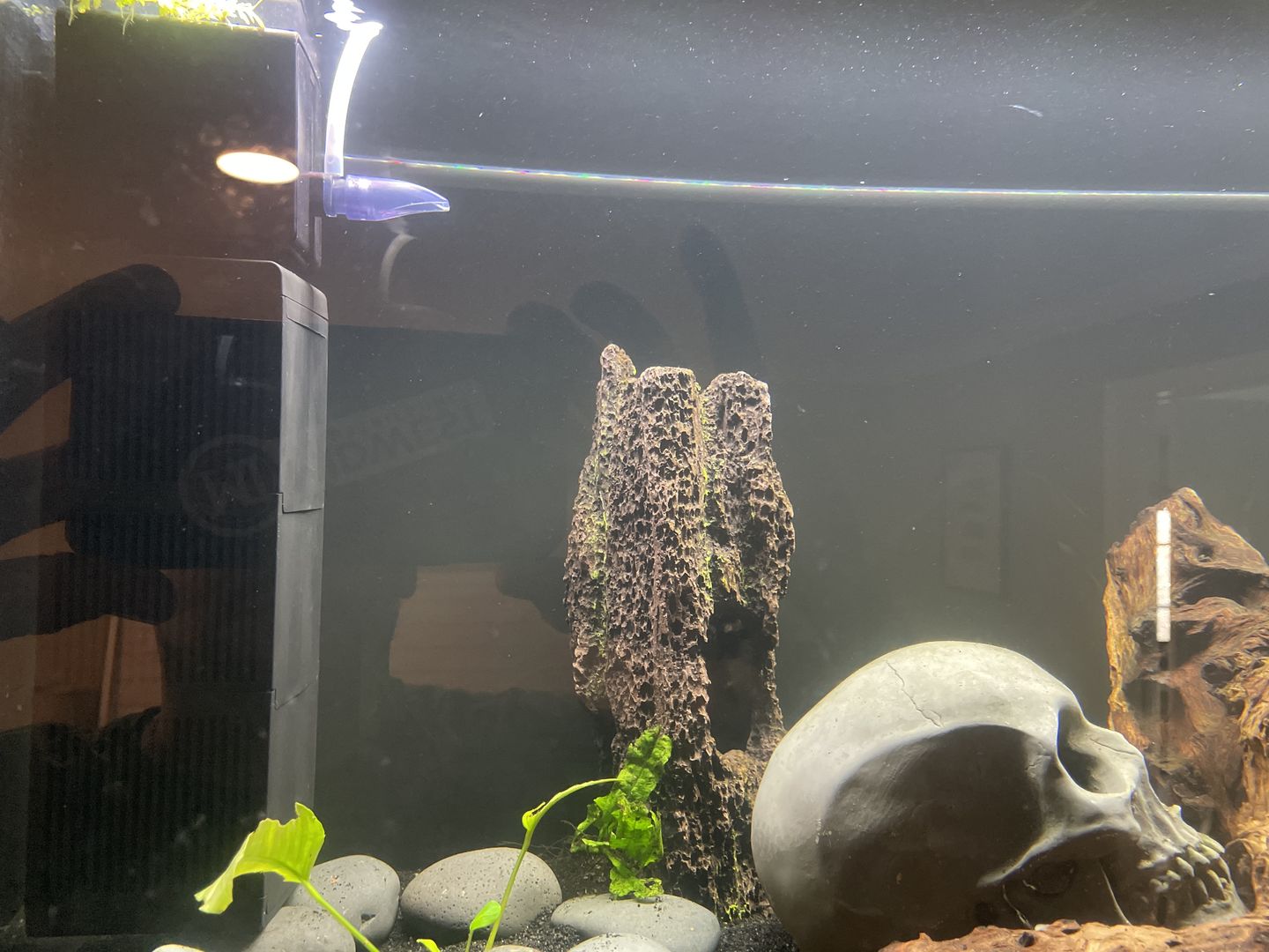 Customer photo review of Shark PRO