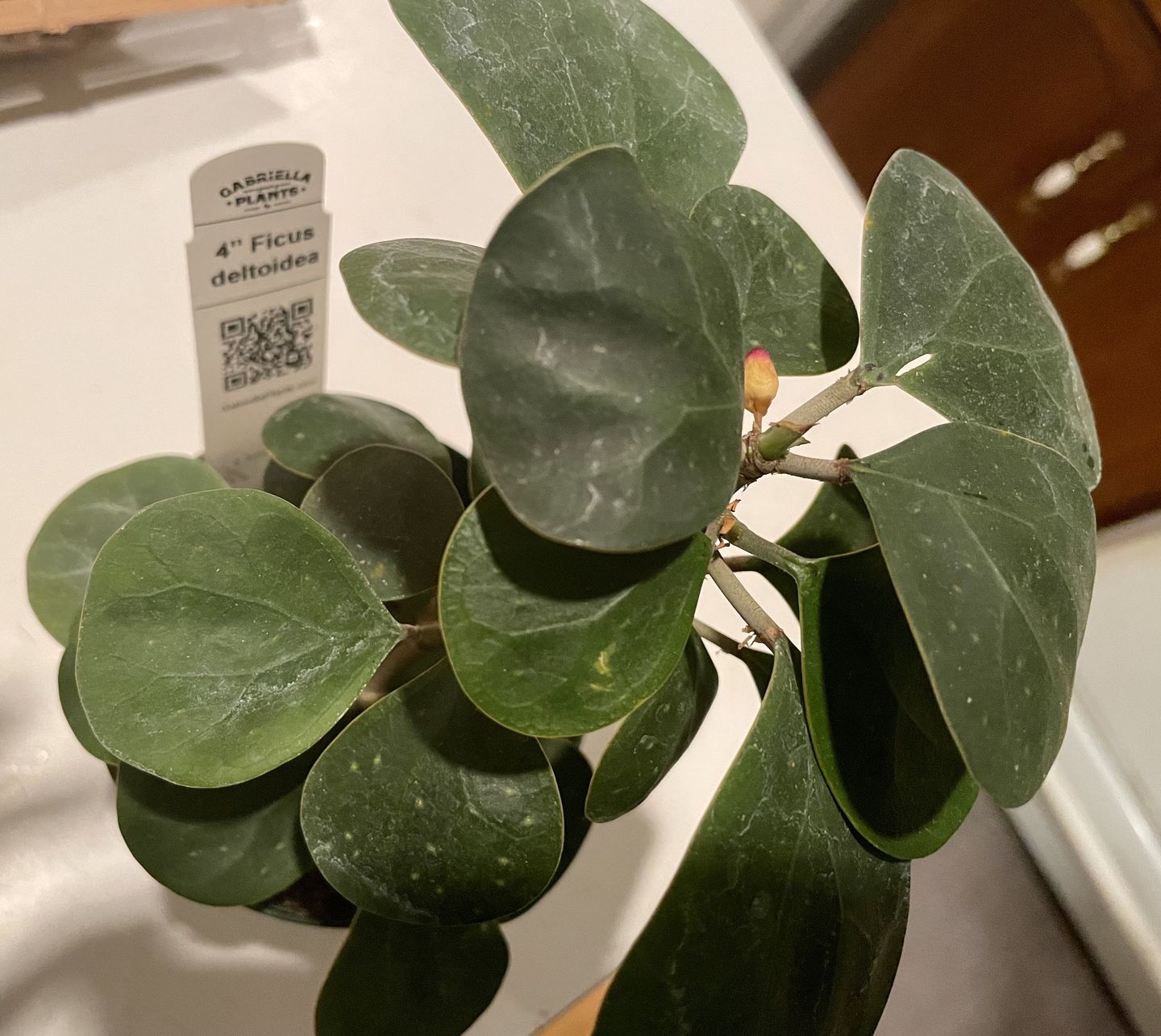 Customer photo review of 4" Ficus deltoidea