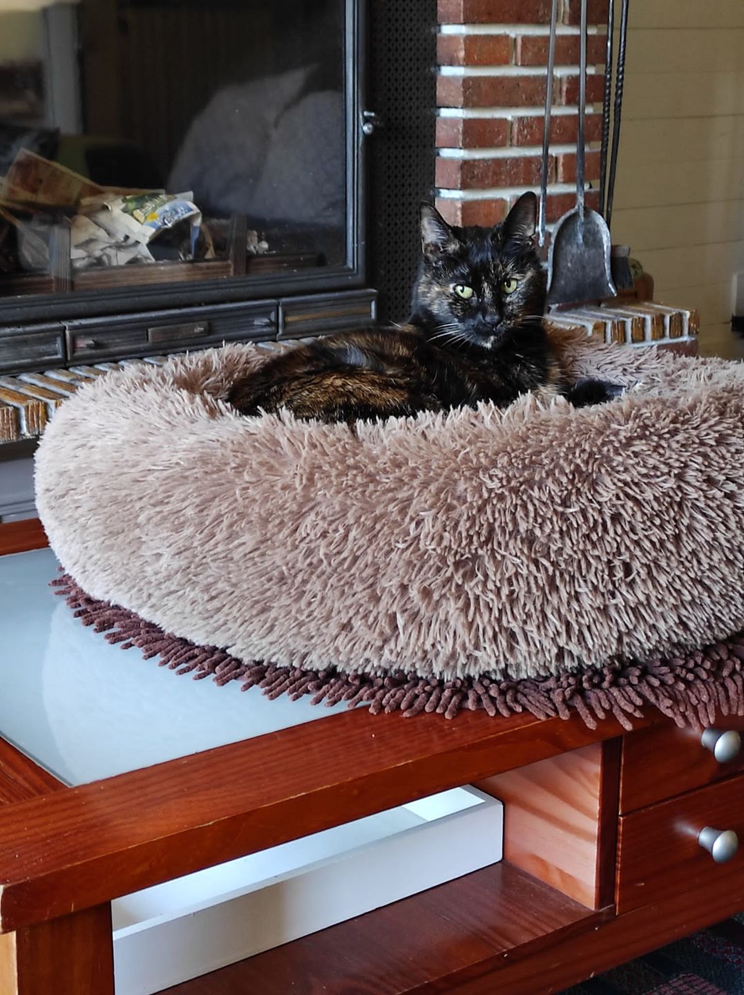 Customer photo review of Effilés au poulet, courges & agrumes (chat stérilisé et chat adulte)
