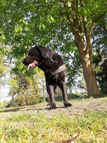 Customer photo review of Hunde Sitzunterlage für SUV Fahrzeuge, Kofferraum und Ladekantenschutz