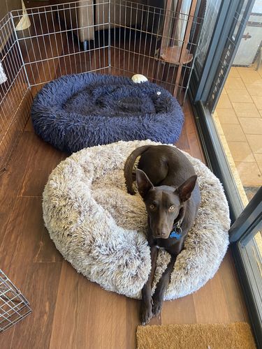 Customer photo review of PaWz Removable Cover Calming Pet Bed