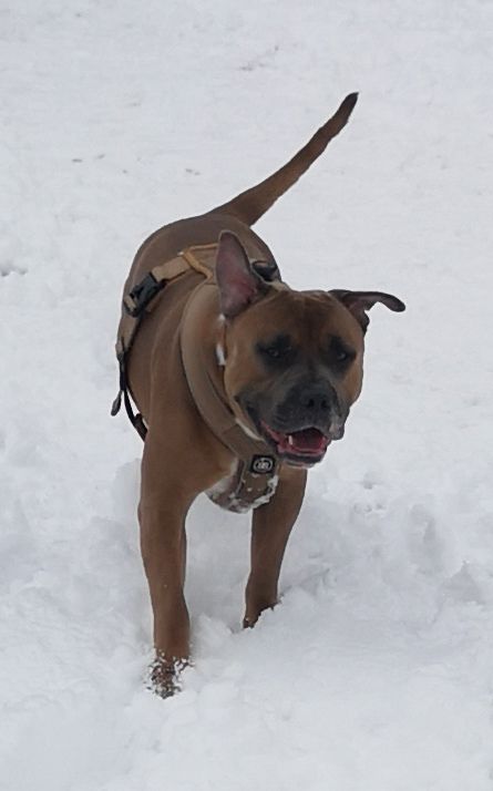 Customer photo review of RR - Slip on Padded Comfort Harness | Non Restrictive & Reflective - Military Tan