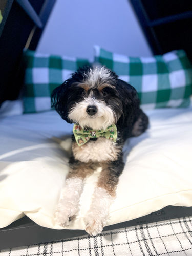 Customer photo review of St Patrick's Day Leprechaun Dog Bow for Dog Collar or Cat Collar