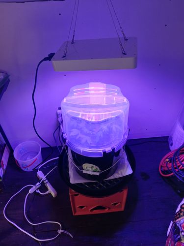 Customer photo review of Aeroponic 9 Site 3 gallon Cloner