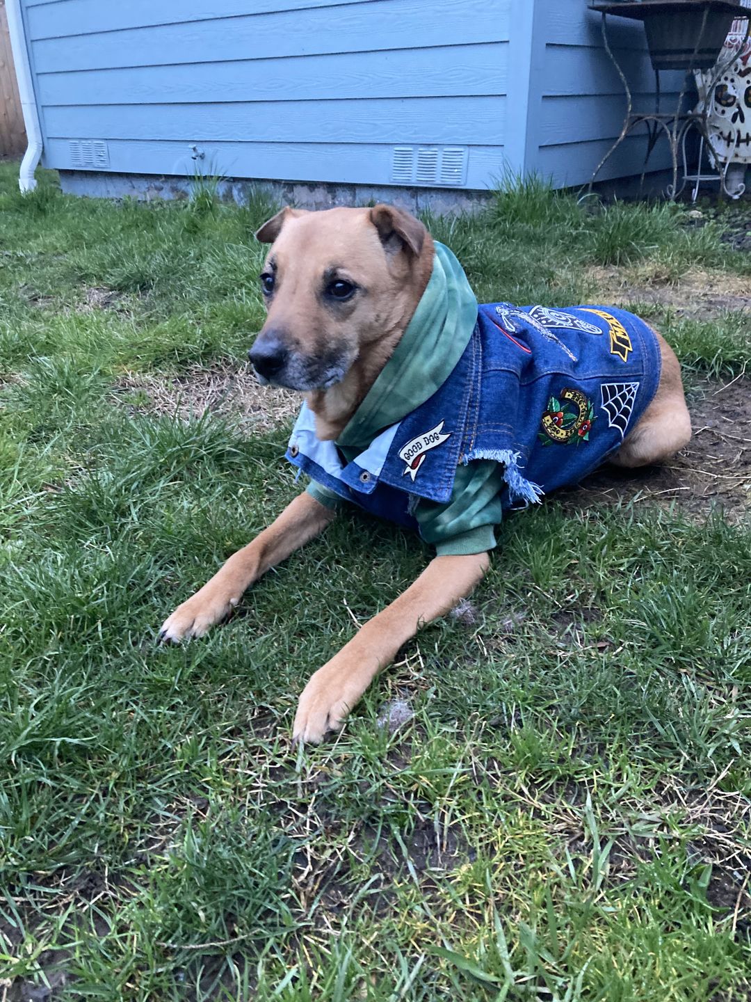 Customer photo review of Denim Dog Vest Raw Blue - Unpatched