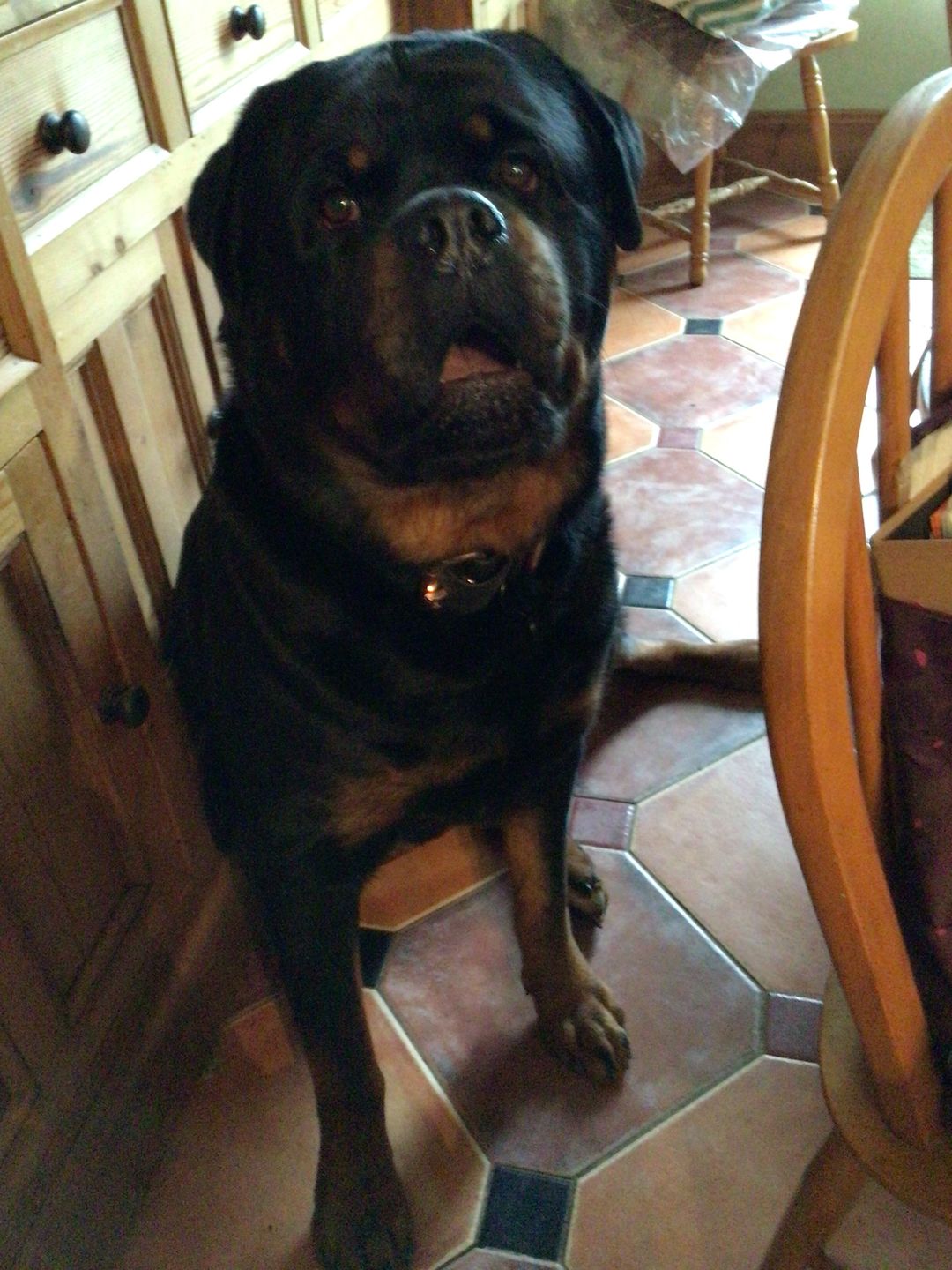 Customer photo review of ID Dog Tag - Black (With Gift Box)