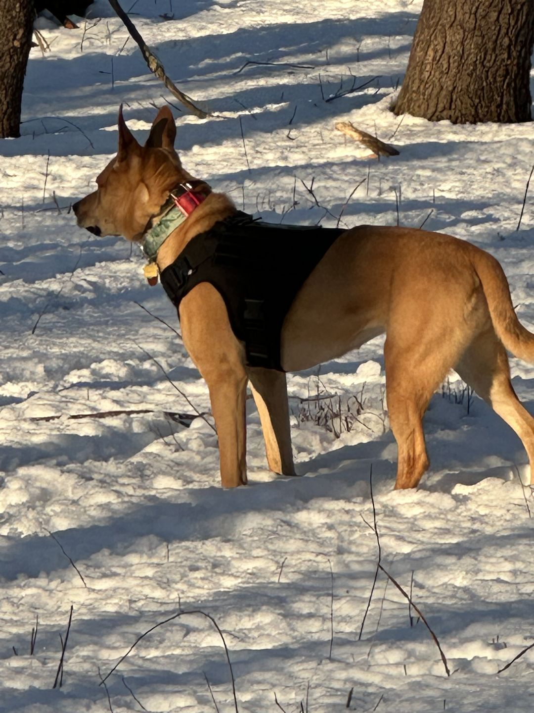 Customer photo review of Tactical No Pull Dog Harness v2