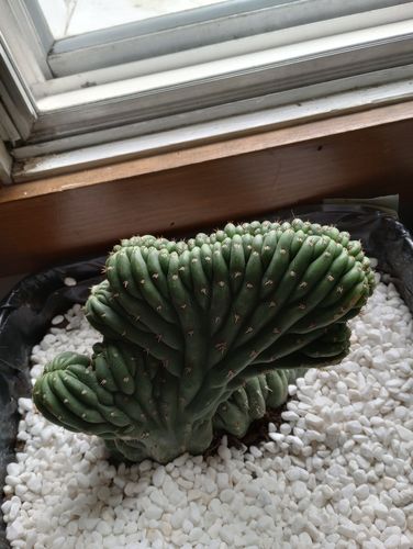 Customer photo review of Crested San Pedro Cactus | Echinopsis pachanoi cristata