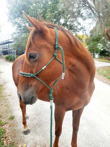 Customer photo review of Solid - Dark Green halter - 6mm