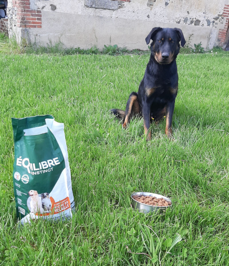 Customer photo review of Croquettes de volaille riches en ingrédients frais - Moy. / Grande taille (chien adulte)