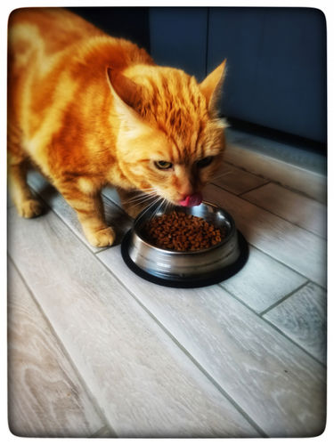 Customer photo review of Croquettes riches en poissons blancs frais (chat stérilisé)