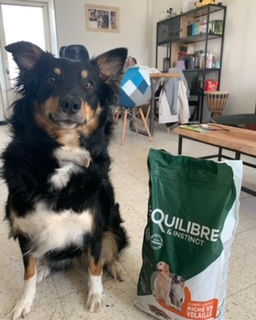 Customer photo review of Croquettes de volaille riches en ingrédients frais - Moy. / Grande taille (chien adulte)