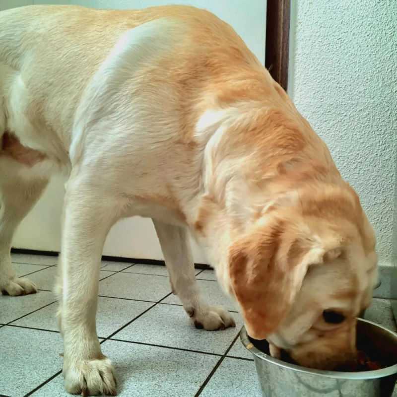 Customer photo review of Croquettes de volaille riches en ingrédients frais - Moy. / Grande taille (chien adulte)