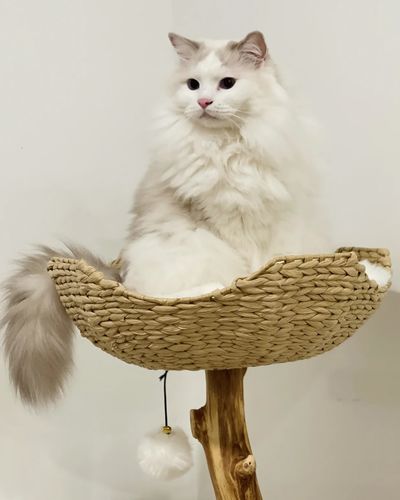 Customer photo review of Michu Selected Real Wood Cat Tree, Large Pre-Order