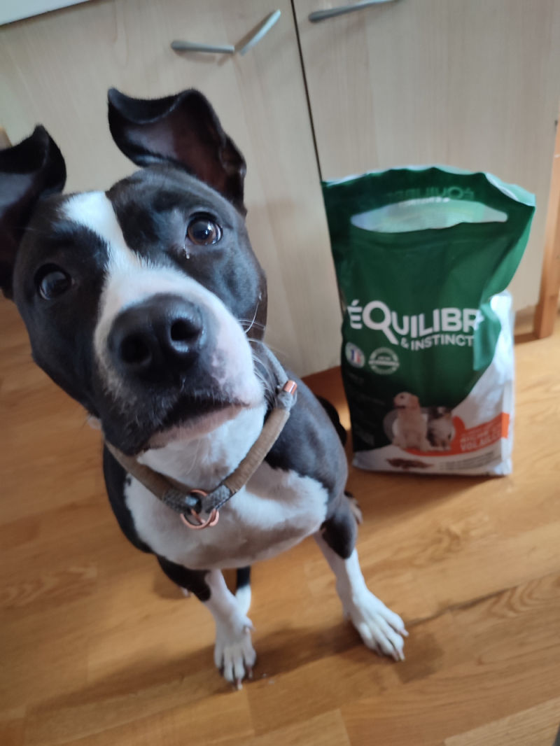 Customer photo review of Croquettes de volaille riches en ingrédients frais - Moy. / Grande taille (chien adulte)