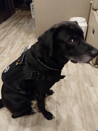Customer photo review of Classic Heavy-Duty Tactical No-Pull Team K9™ Dog Harness With Front & Back D-Rings, Quick-Release Metal-Buckles, Hook & Loop Panels, & Top Handle