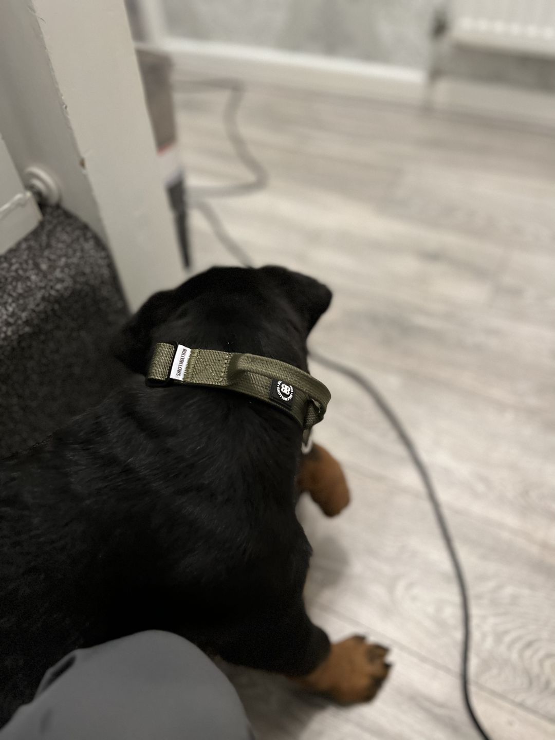 Customer photo review of 2.5cm Combat® Collar | With Handle & Rated Clip - Khaki v2.0