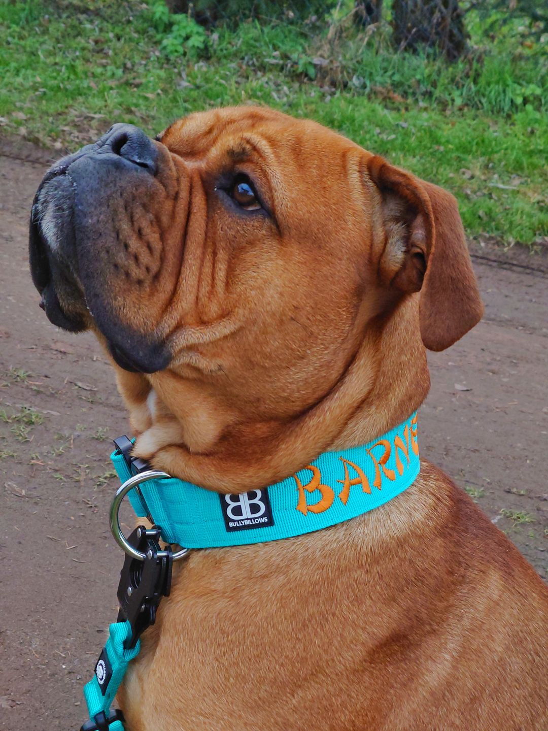 Customer photo review of 5cm Combat® Collar | Rated Clip - NO HANDLE - Turquoise v2.0