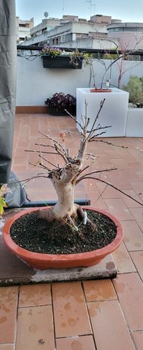 Customer photo review of IMPOSTAZIONE PRIMARIA ACERO TRIDENTE BONSAI CB®
