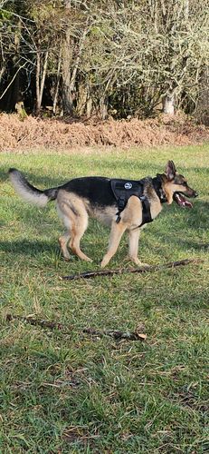 Customer photo review of Classic Heavy-Duty Tactical No-Pull Team K9™ Dog Harness With Front & Back D-Rings, Quick-Release Metal-Buckles, Hook & Loop Panels, & Top Handle