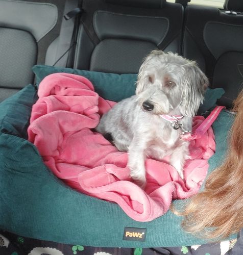 Customer photo review of PaWz Dog Car Booster Seat