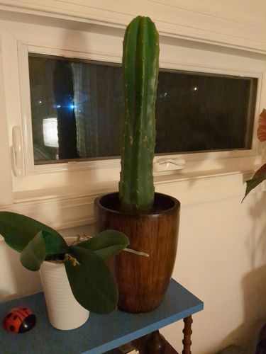 Customer photo review of San Pedro Cactus | Large | Echinopsis pachanoi