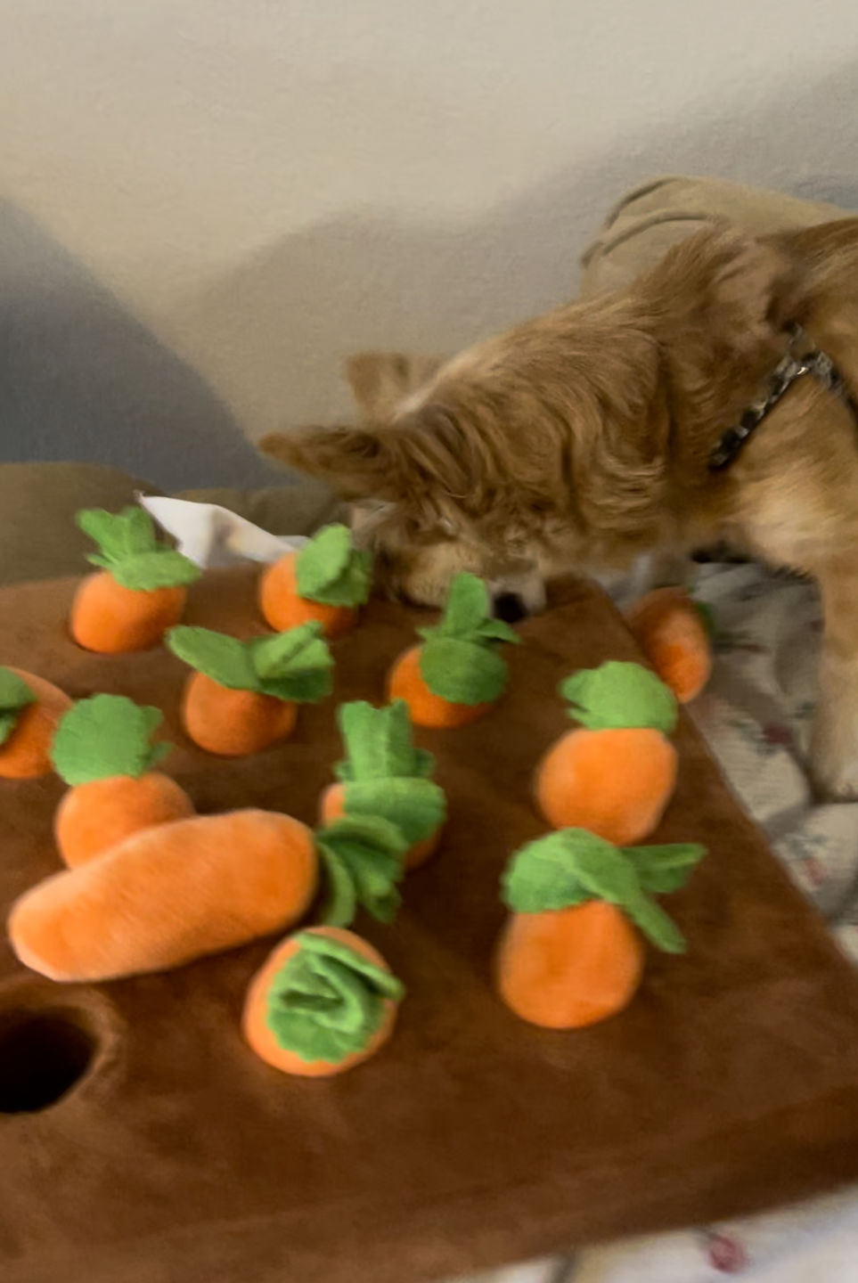 Customer photo review of Carrot Farm