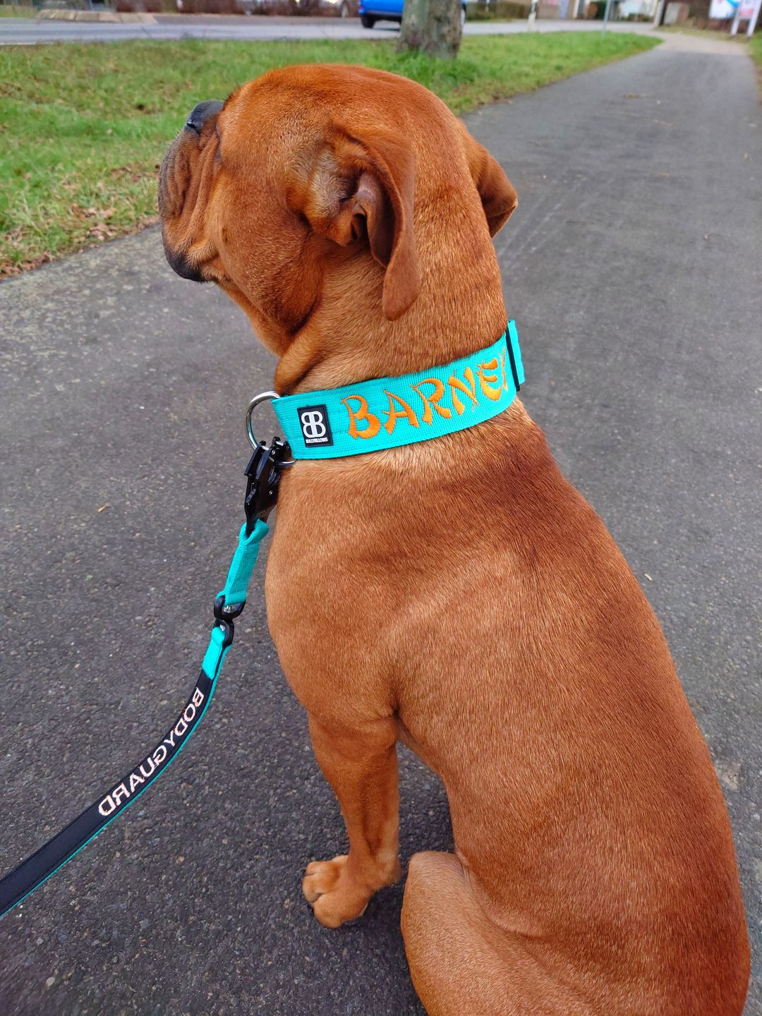 Customer photo review of 5cm Combat® Collar | Rated Clip - NO HANDLE - Turquoise v2.0